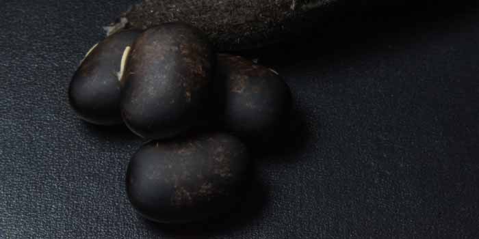 Mucuna Pruriens