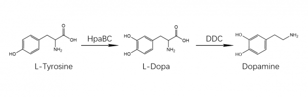 tyrosine and dopamine