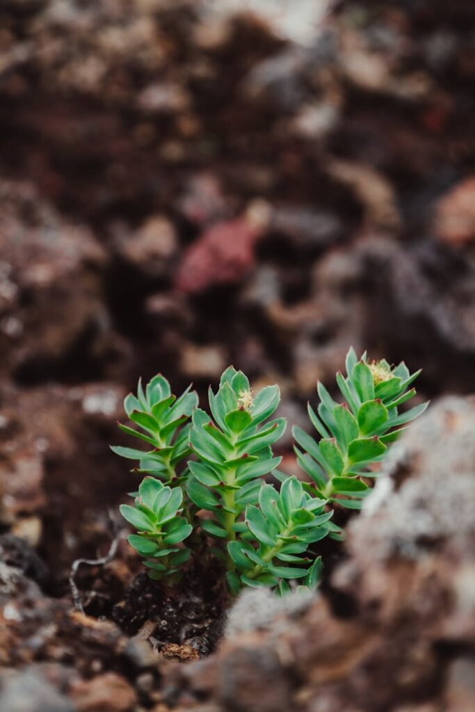 Time Of Day for Rhodiola